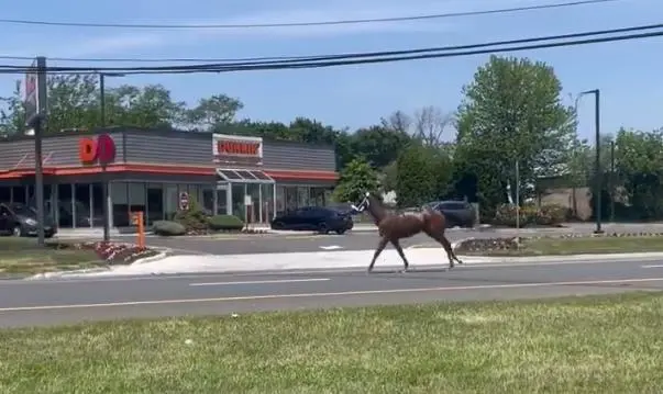 Story image: Horse slated to race at Monmouth Park escapes down Route 36