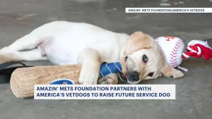 Mets partner with Smithtown nonprofit to raise future service dog for veteran or first responder