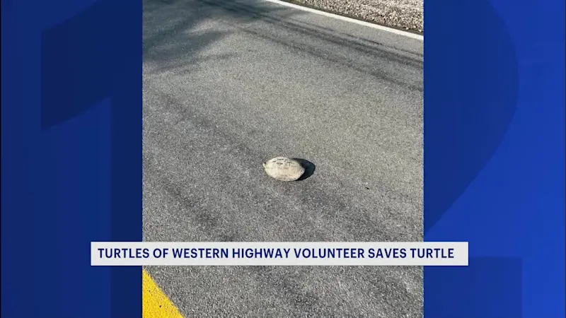 Story image: Man saves turtle in Rockland, issues safety reminder