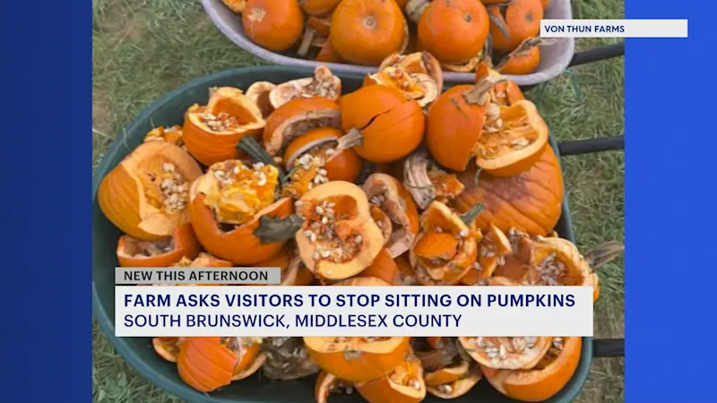 Story image: Middlesex County farm to visitors: ‘Please don’t sit on the pumpkins.’