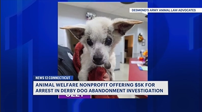 $5K reward being offered for information about puppy abandoned in Derby