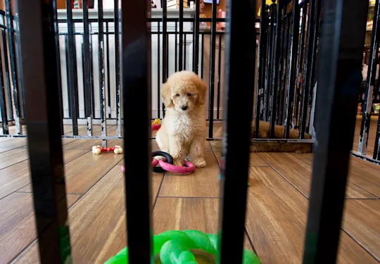 Puppy sale ban