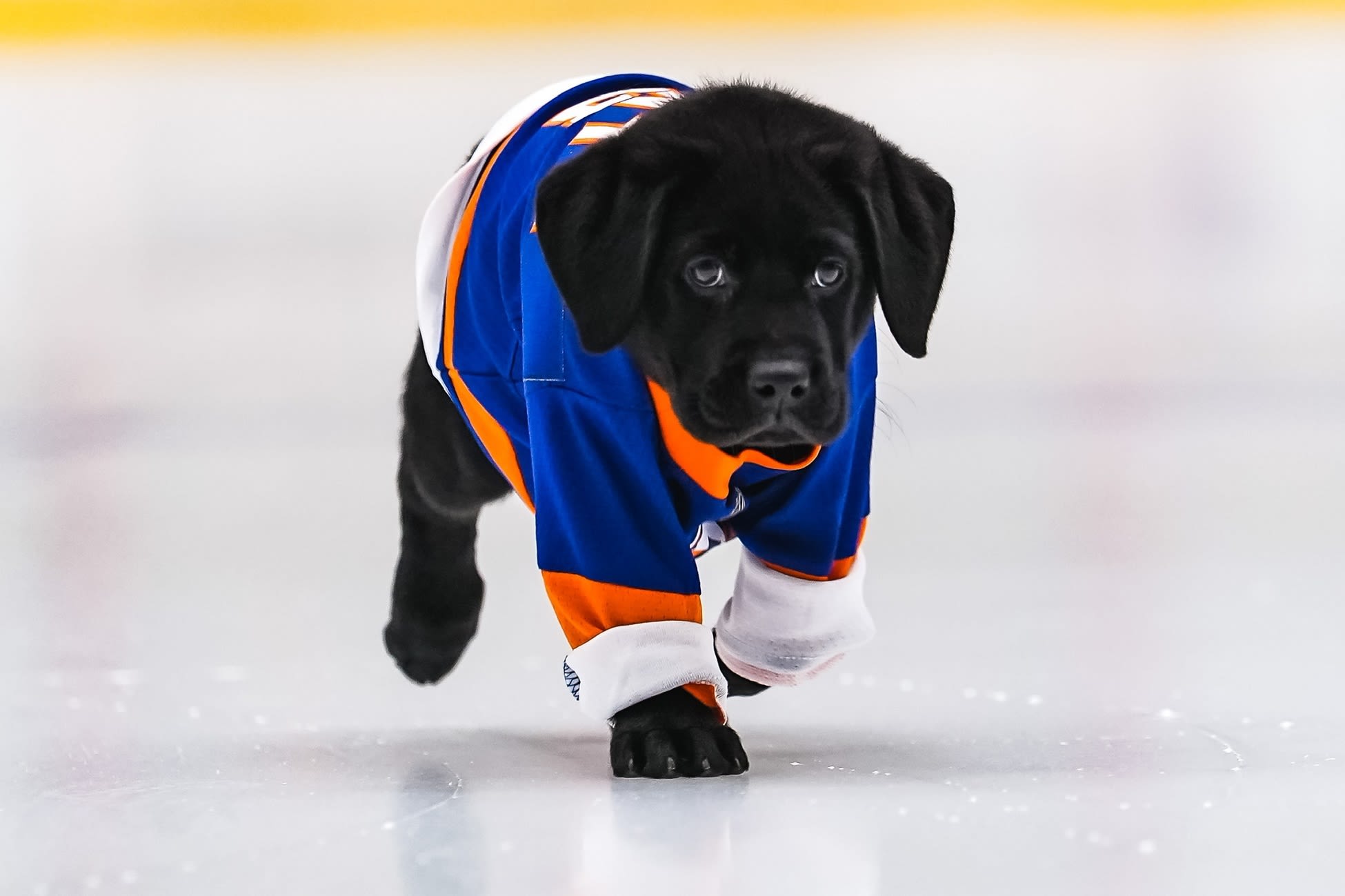 The New York Islanders need help naming their new service puppy