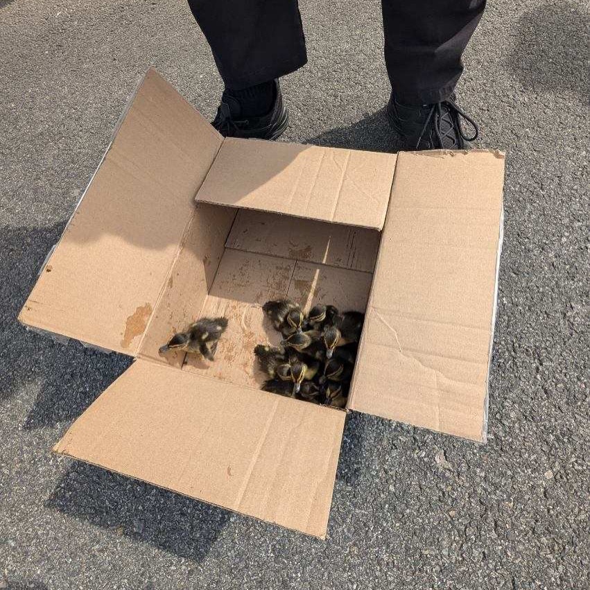 Duckling rescue