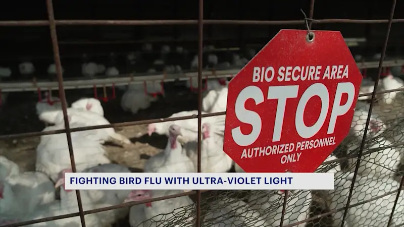 Story image: Could UV light help fight bird flu epidemic?