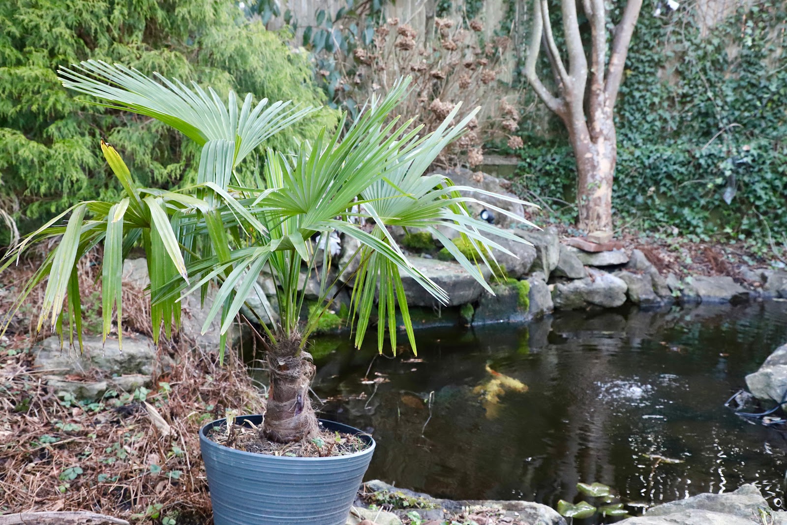windmill palm tree in a container.JPG