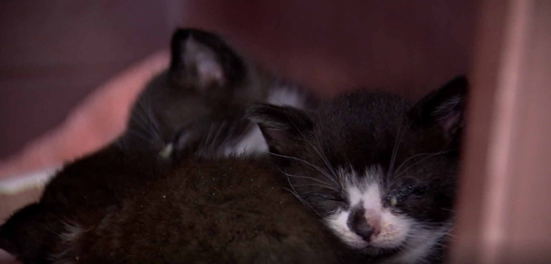 Police 3 charged for hoarding 200 cats in Winsted home