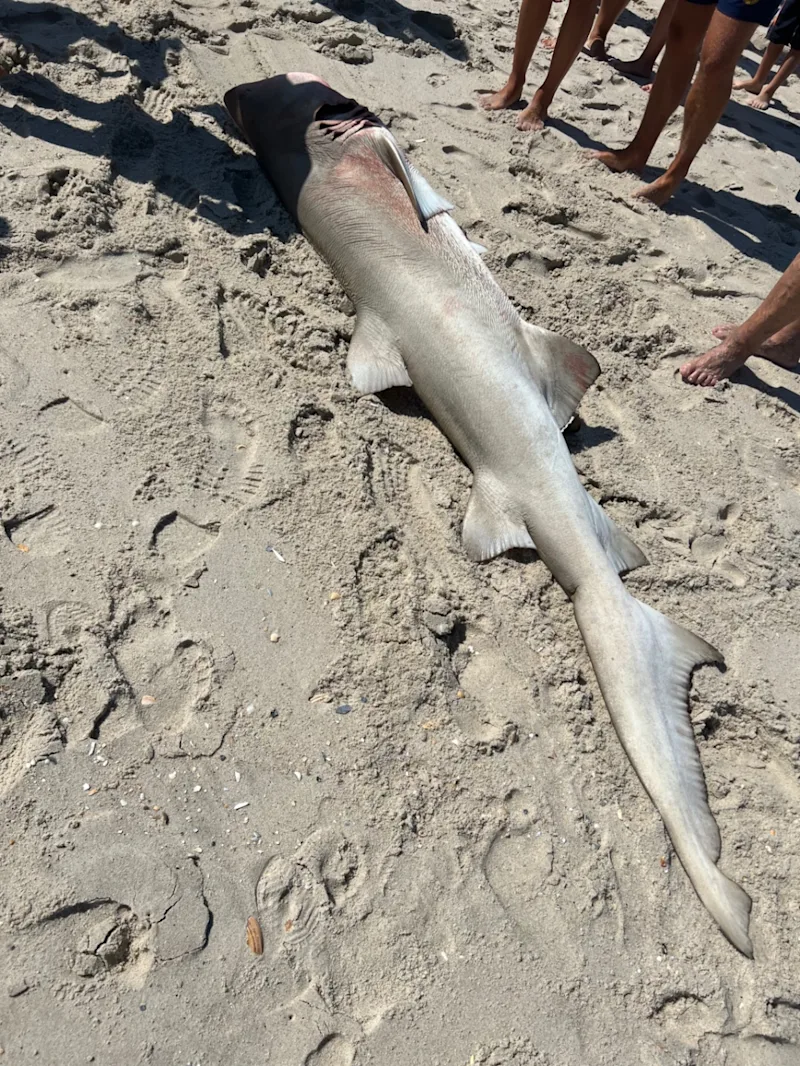 shark4 (4).jfif