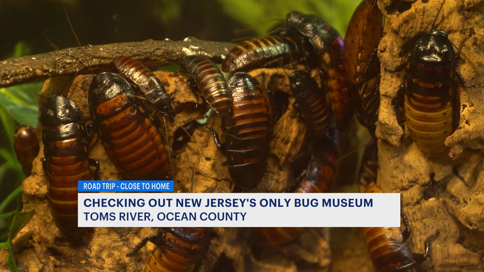 News 12 | New Jersey | Insect Museum in Toms River highlights bugs