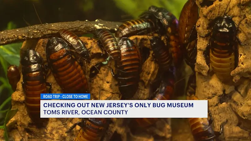Story image: Insect Museum in Toms River highlights bugs' importance