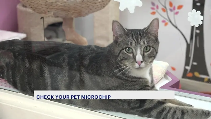 Story image: 'There is a solution.' Animal shelters warn pet owners of abrupt closure of popular microchip company