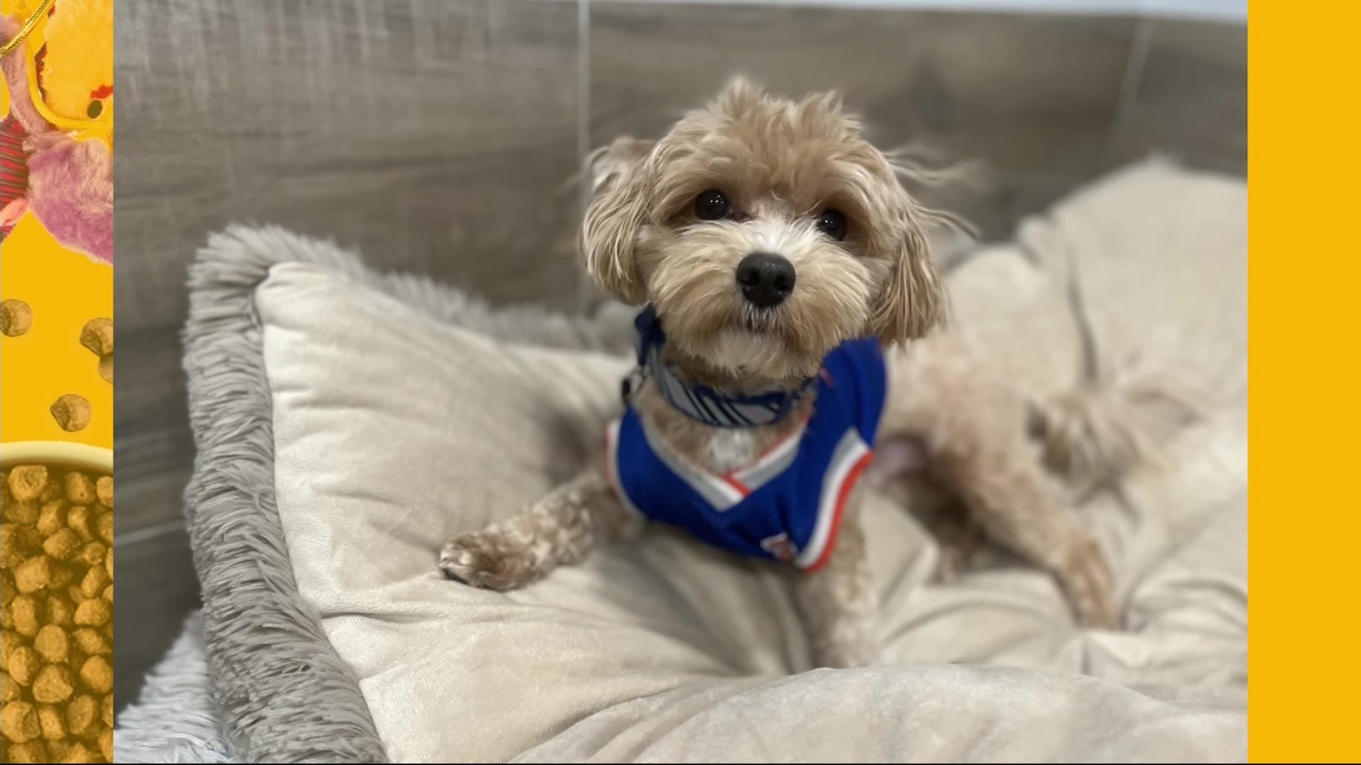 Paws & Pals: Dogs up for adoption at Jake's rescue Ranch on March 18