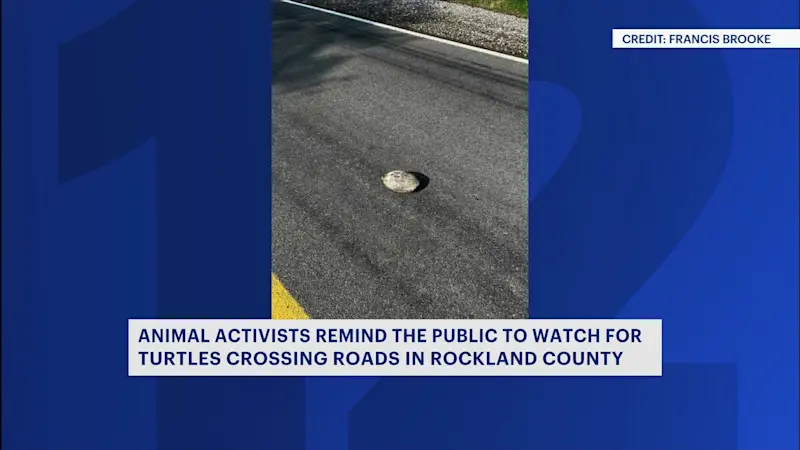 Story image: Turtle rescue in Rockland sparks safety reminder