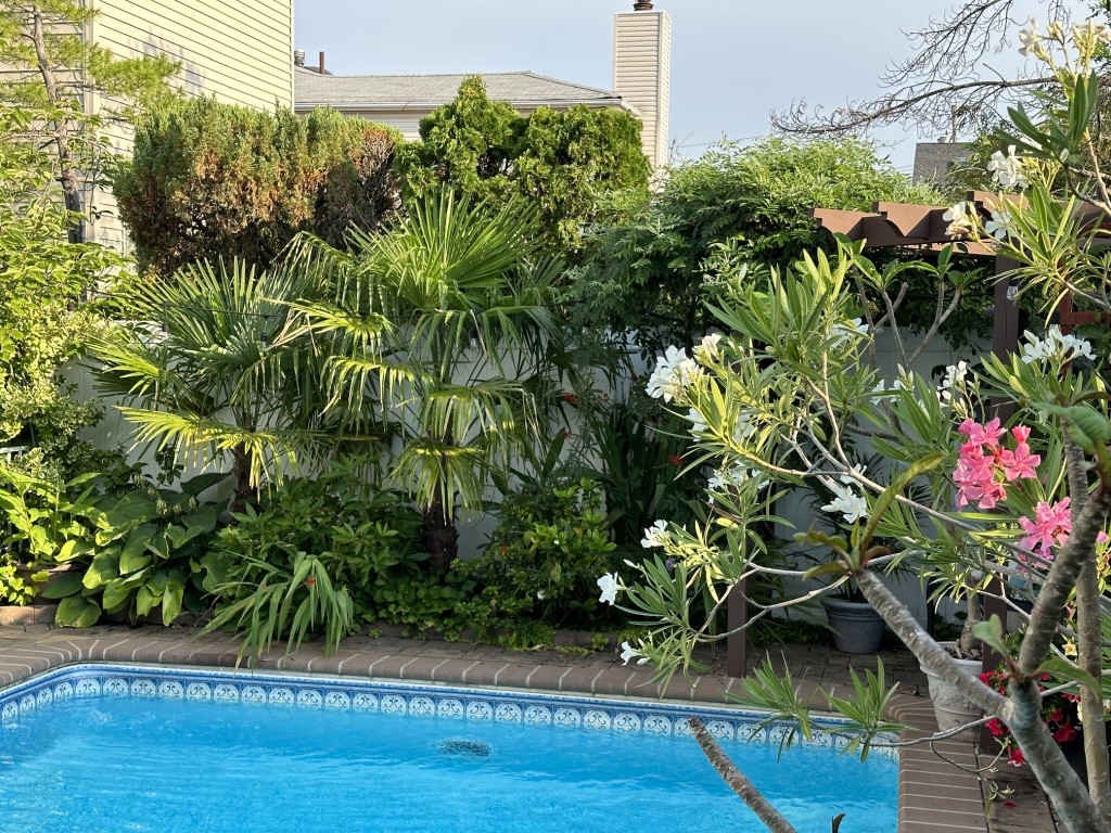 windmill palms 2.jpg