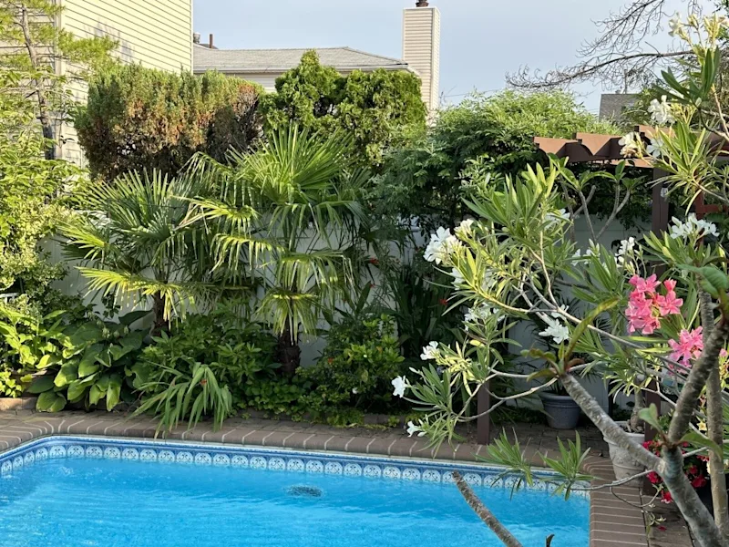 windmill palms 2.jpg