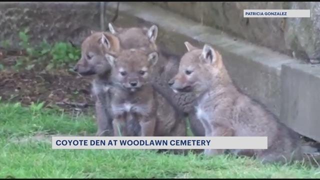 News 12 | Bronx | Coyote Den Discovered At Woodlawn Cemetery 42187056