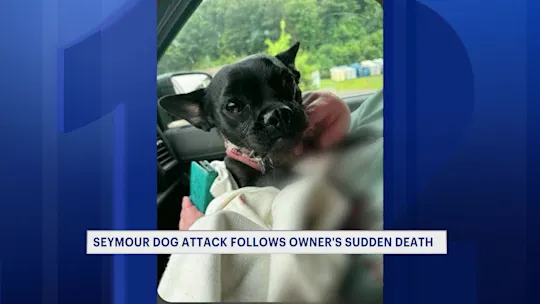 dogattack0717_2026-07-17-16-39-25