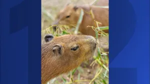 Capybaras, hissing cockroaches among new animals at Long Island Game Farm