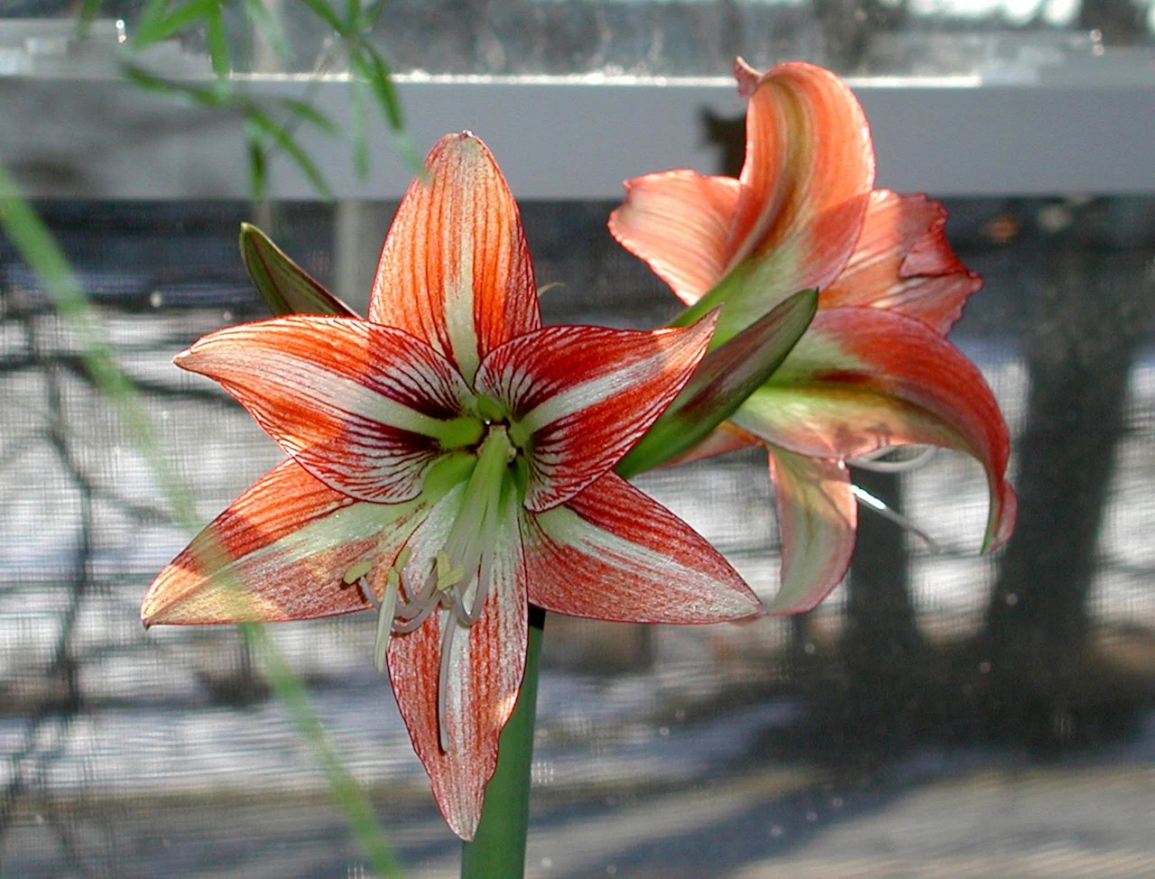 Amaryllis&nbsp;
