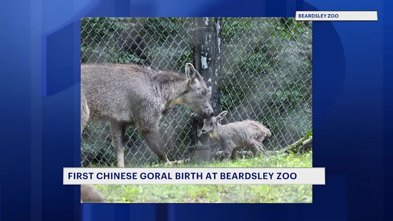 Story image: First Chinese goral kid born at Connecticut's Beardsley Zoo during Tuesday's storm