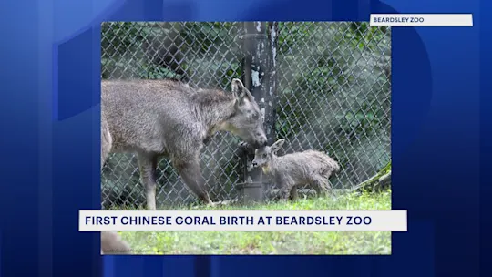 goral0723_2026-07-23-21-35-35_21-25-41,15
