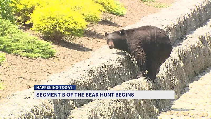 Story image: New Jersey bear hunt resumes after October hunt killed 370 bears statewide