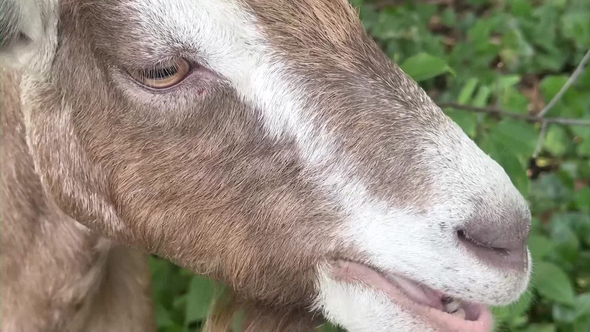 News 12 | Long Island | Goats Help Rid Sands Point Preserve Of Invasive ...