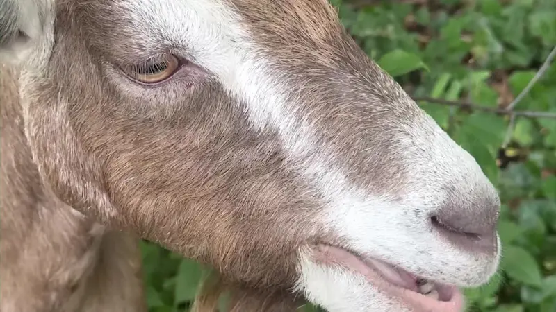 Story image: Goats help rid Sands Point Preserve of invasive species
