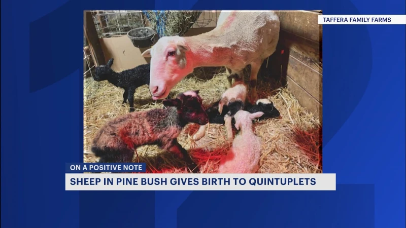 Story image: Taffera Family Farms in Pine Bush welcomes quintuplet of lambs