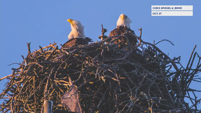 Story image: Abandoned osprey nest taken over by bald eagles torn down for development  