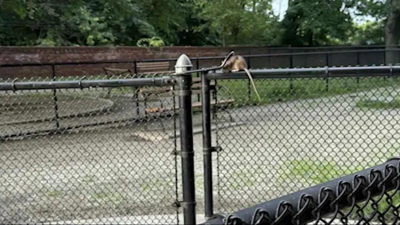 Story image: Rat infestation worries dog owners at Pelham Bay dog run