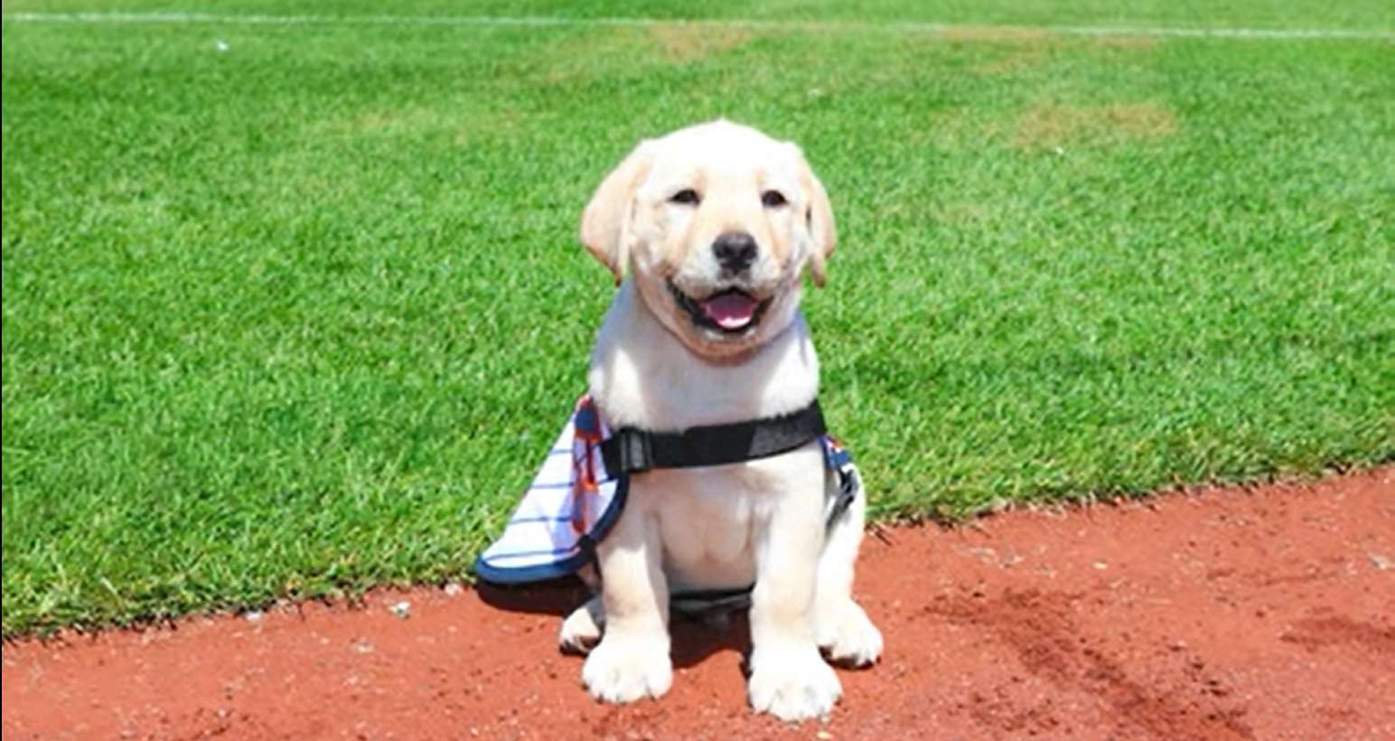 Mets Service Dog