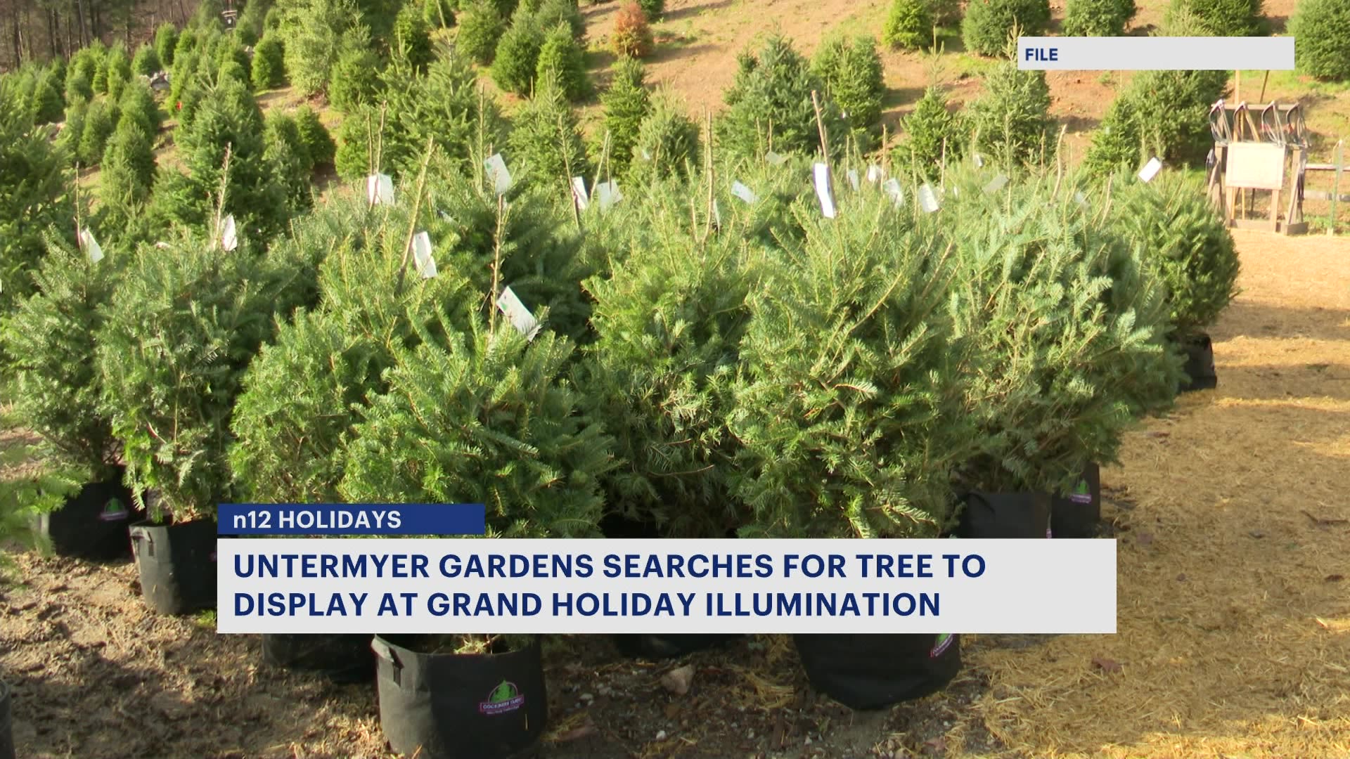 Yonkers looking for tree donation ahead of Grand Holiday Illumination event