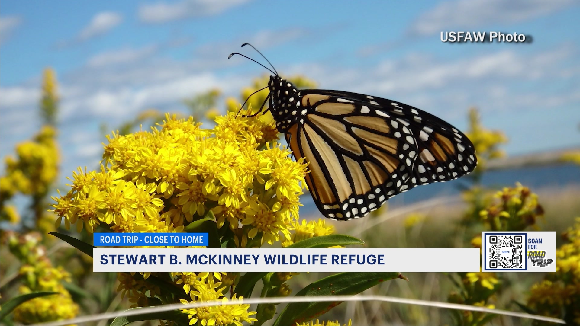 Explore Connecticut's Coastal Habitats At Stewart B. McKinney Wildlife ...