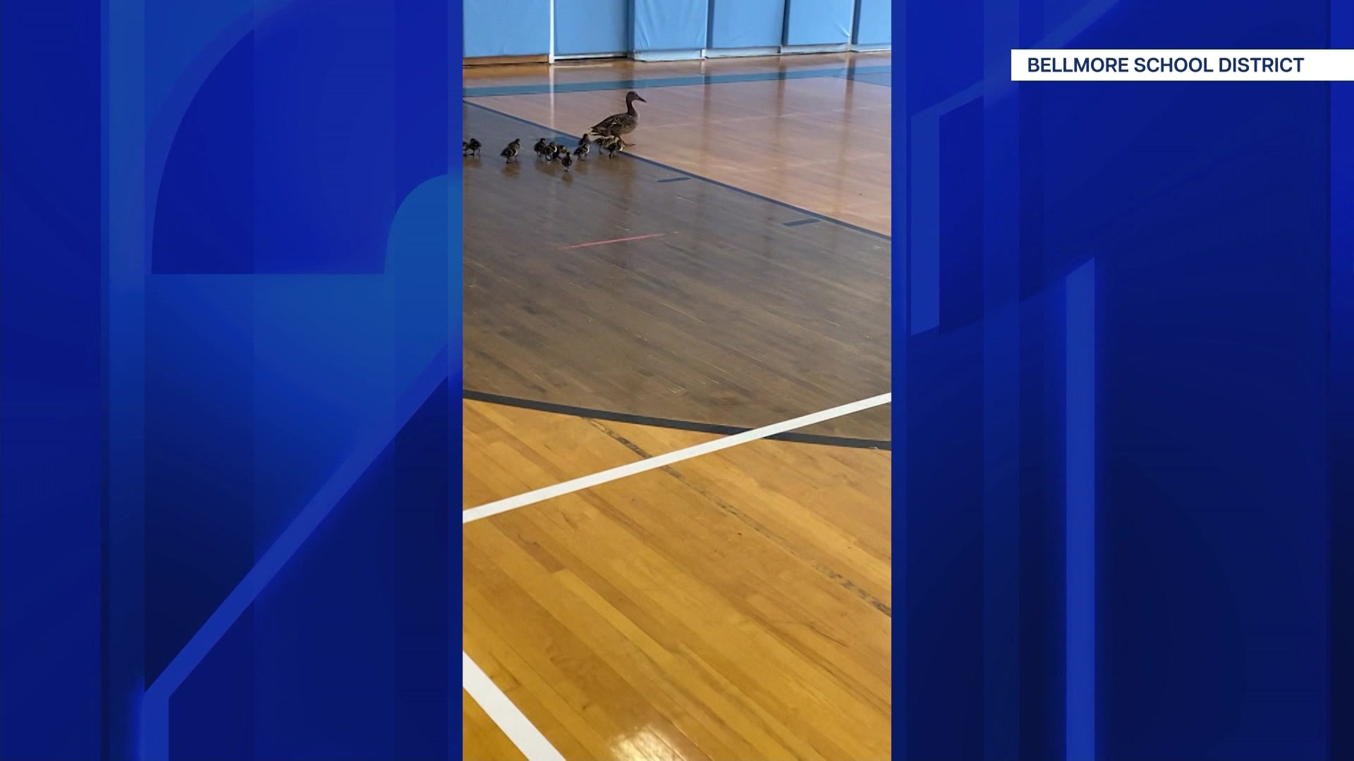 429ducks_subclip_2026-04-29-05-32-47