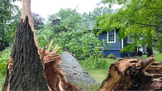 Haworth Tree vs House Raw TN