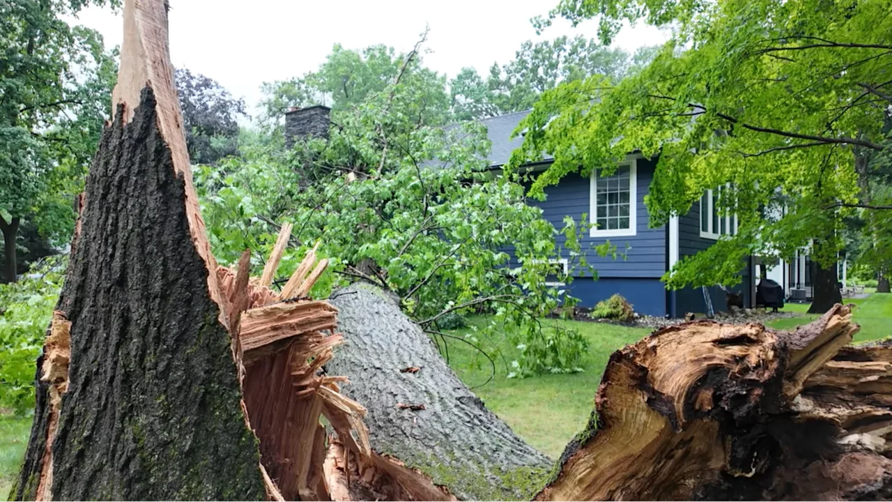 Haworth Tree vs House Raw TN