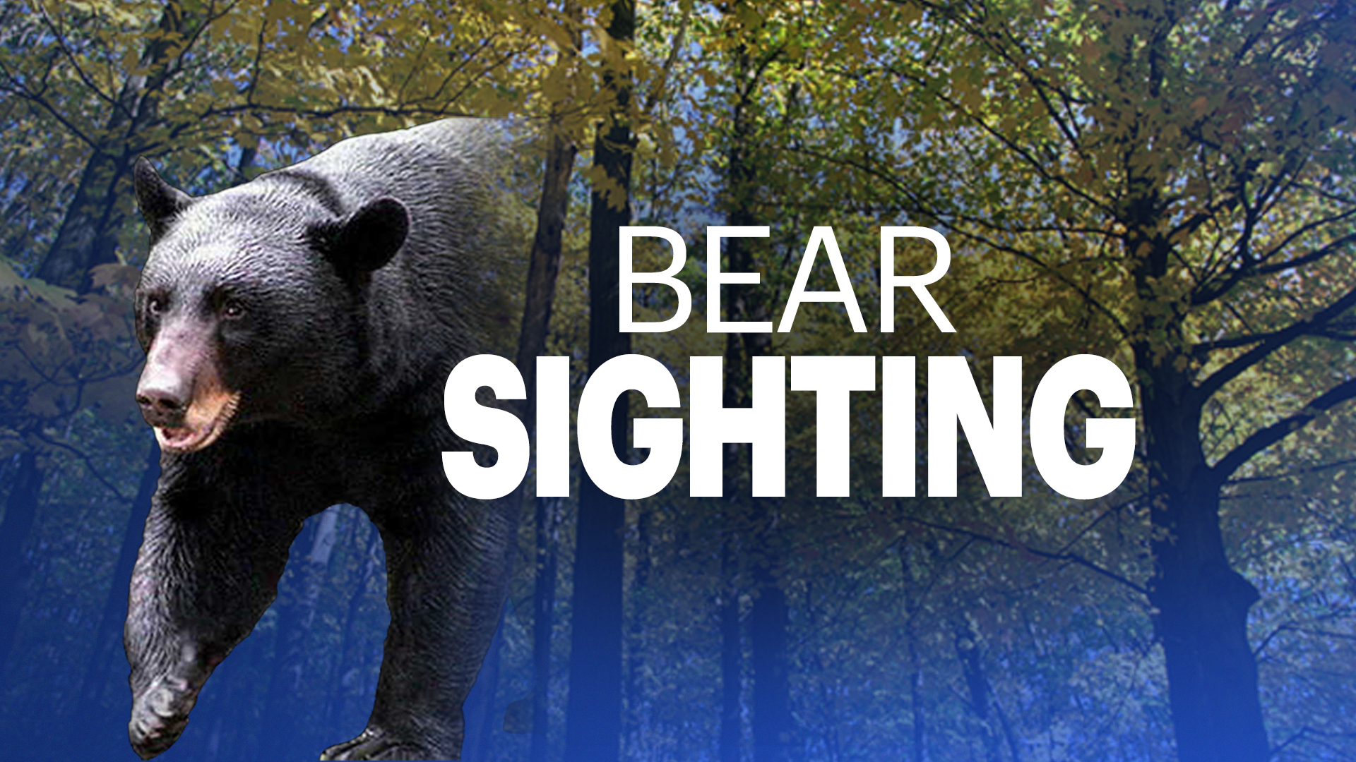 bear sighting