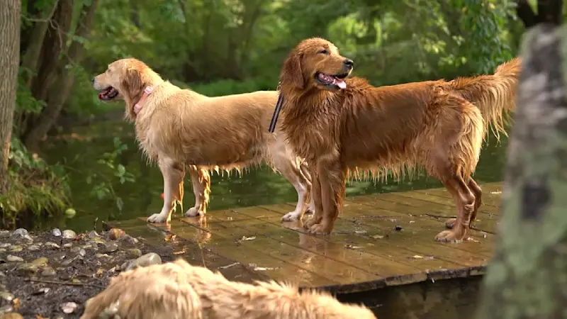 Story image: Play, pet and pose with pups at Camp Goldie in Millstone