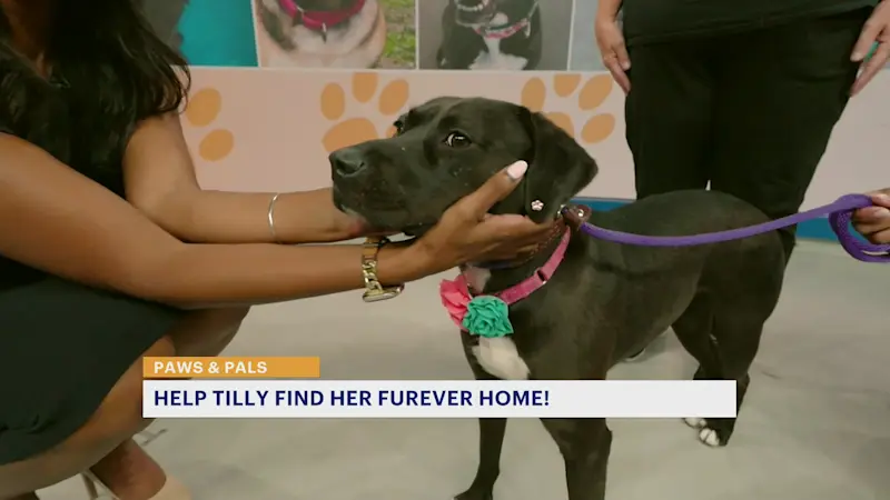 Story image: Paws and Pals: Tilly thrives on adventure
