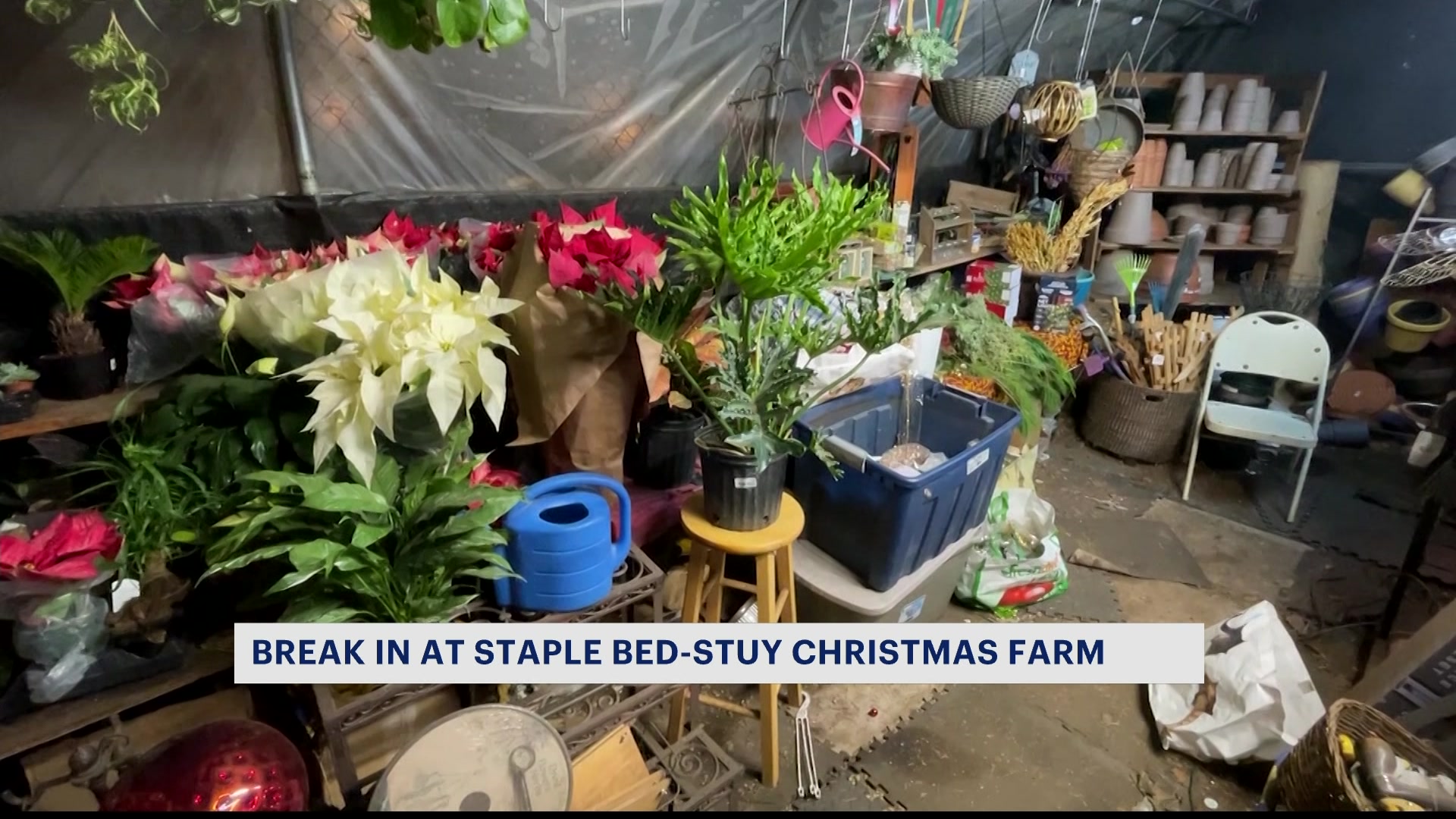 Beloved Bed-Stuy plant farm owner faces uncertainty after break-in