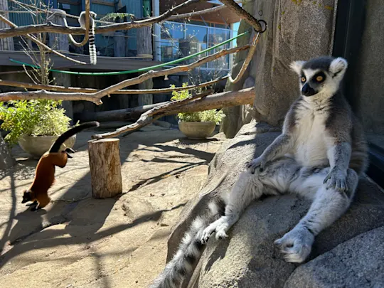 lemur 2