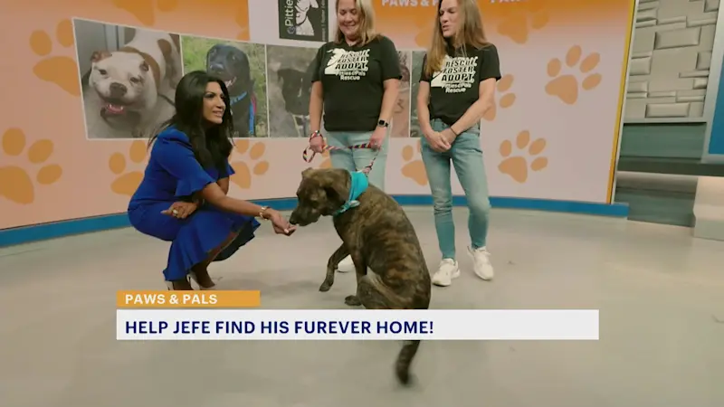 Story image: Paws and Pals: Jefe needs a fresh start