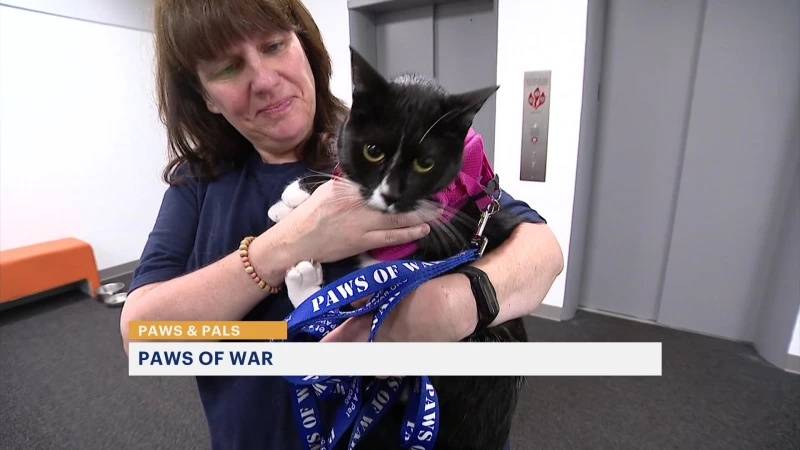 Story image: Paws & Pals: Animals up for adoption at Paws of War on July 16