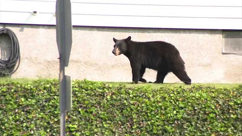 Story image: Wildlife expert releases recording of himself offering to help tranquilize West Harrison bear before it was killed