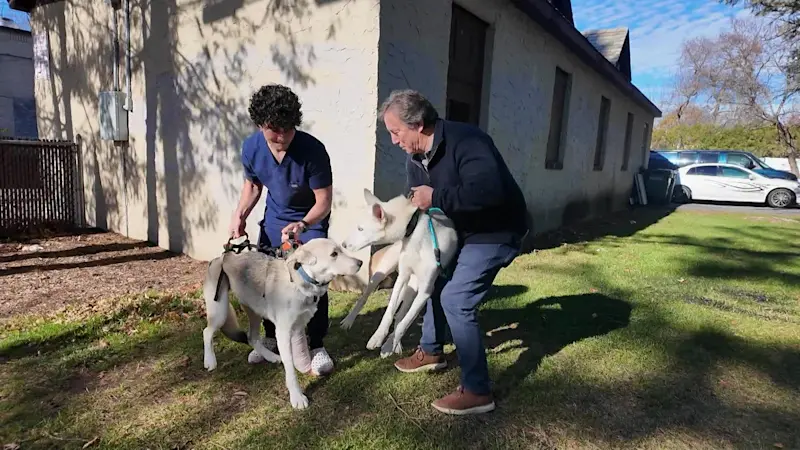 Story image: 2 dogs reunite after allegedly being dumped outdoors, left to fend for themselves in Sleepy Hollow