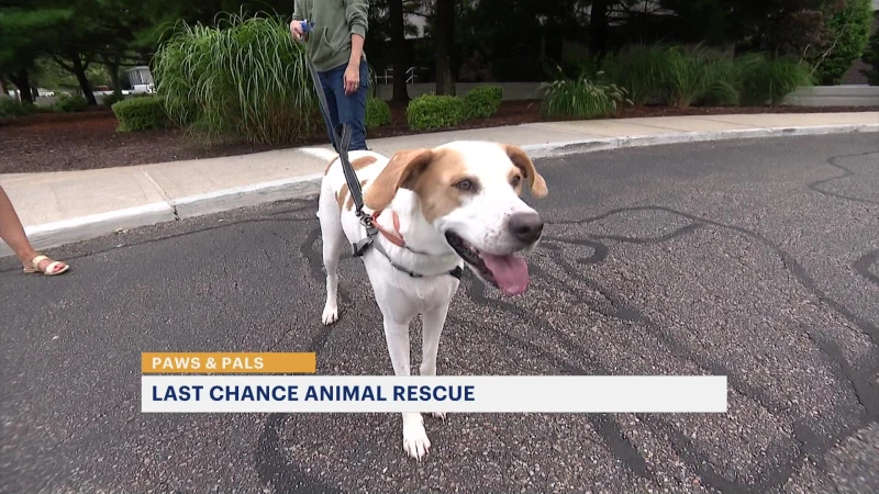 Story image: Paws & Pals: Animals up for adoption at Last Chance Animal Rescue