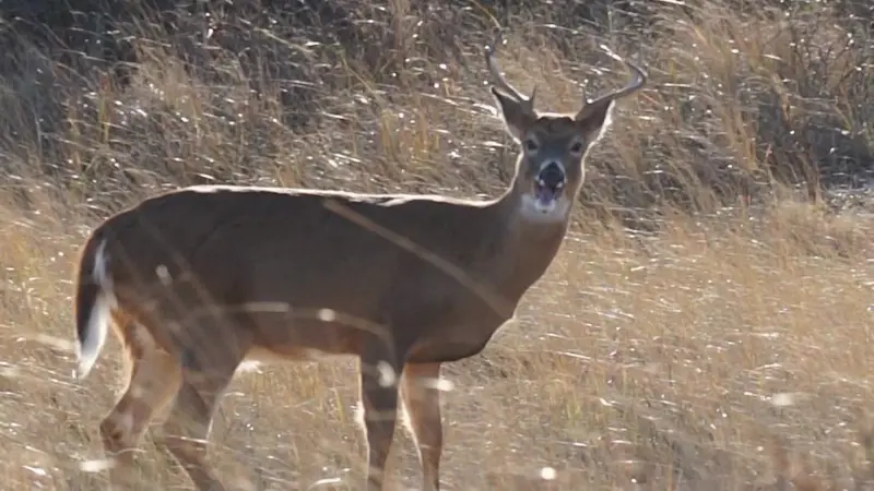 Story image: New York sees 70K deer collisions yearly, DEC urges population control
