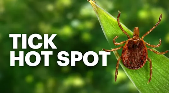 Tick Hot Spot