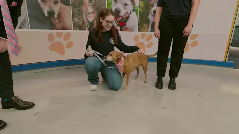 Story image: Paws and Pals: Bella would be thankful to find a furever home